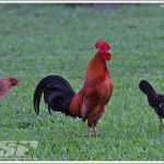 RoosterTahiti20104_2092_l