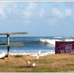 lineup1584reefm09cestari_l