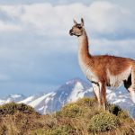 Guanaco at Patagonia Park_Linde Waidhofer