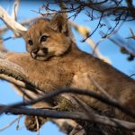 Puma at Patagonia Park_Chantal Henderson